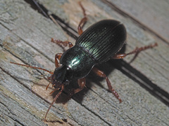 Ophonus laticollis