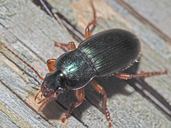 Ophonus laticollis
