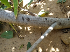 Annona senegalensis