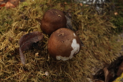 Pluteus rangifer