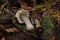 Pluteus rangifer