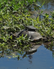 Trachemys dorbigni