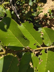 Annona senegalensis