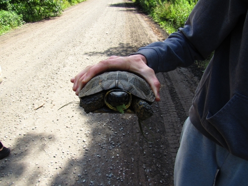 Wood Turtle, Baraga County, US-MI, US, photo 7 of 10