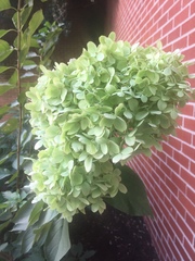 Hydrangea macrophylla