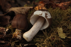 Pluteus rangifer