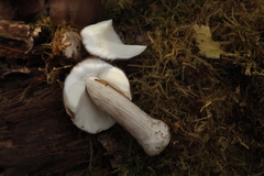 Pluteus rangifer