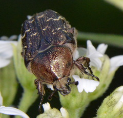 Euphoria sepulcralis