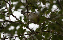 Setophaga fusca