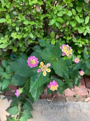 Lantana camara