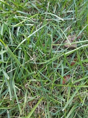 Poaceae
