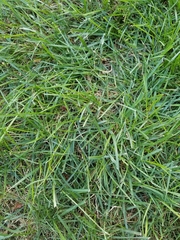 Poaceae