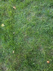 Poaceae