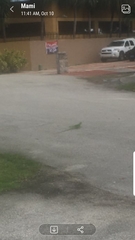 Iguana iguana