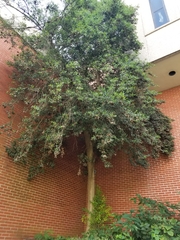 Magnoliopsida
