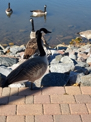 Branta canadensis