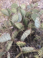 Opuntia rastrera