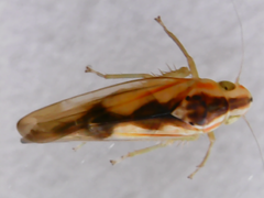 Neocoelidiinae
