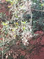 Magnoliopsida