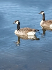 Branta canadensis