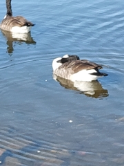 Branta canadensis