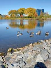 Branta canadensis