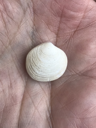 Semele australis observed 2011-05-03