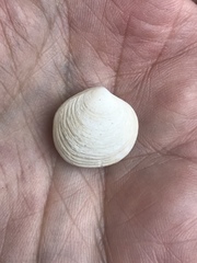 Semele australis