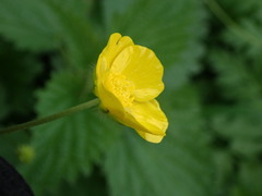 Ranunculus acris