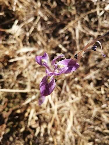 Image of Moraea simulans by (c) Ricus Nel, some rights reserved (CC BY)