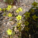 Golden Linanthus - Photo (c) sea-kangaroo, some rights reserved (CC BY-NC-ND), uploaded by sea-kangaroo