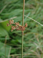 Juncus effusus