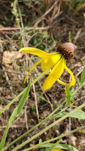 Ratibida pinnata