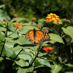 Danaus erippus