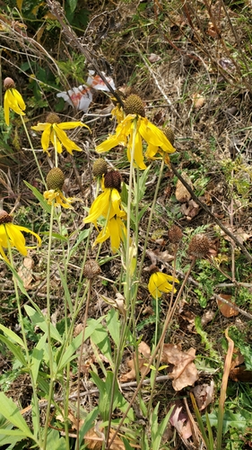 Ratibida pinnata