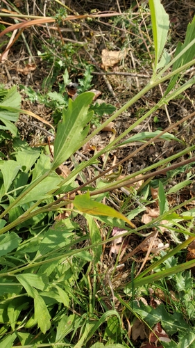 Ratibida pinnata