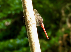 Orthetrum chrysis