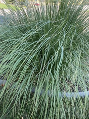 Carex secta