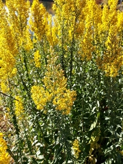 Solidago