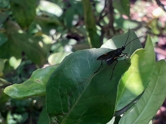 Pedinopelte