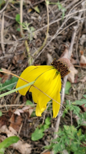 Ratibida pinnata