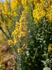 Solidago