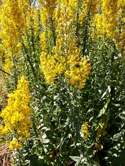 Solidago