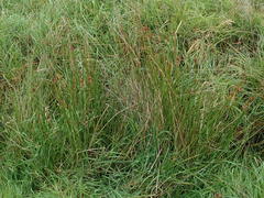 Juncus effusus