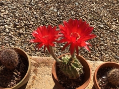 Trichocereus rowleyi
