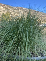 Carex secta