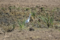 Egretta garzetta