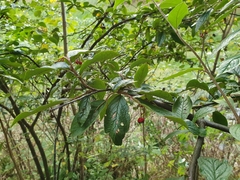 Cotoneaster bullatus