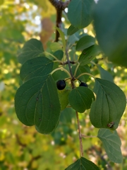 Rhamnus cathartica