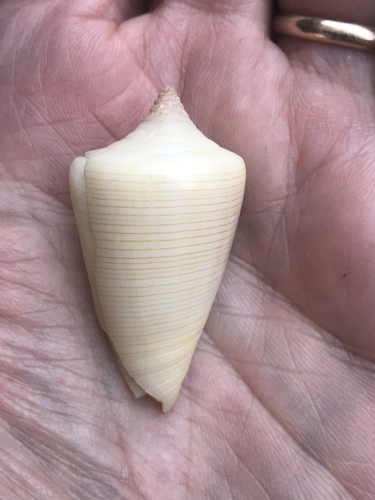 Conus quercinus observed 2009-12-03